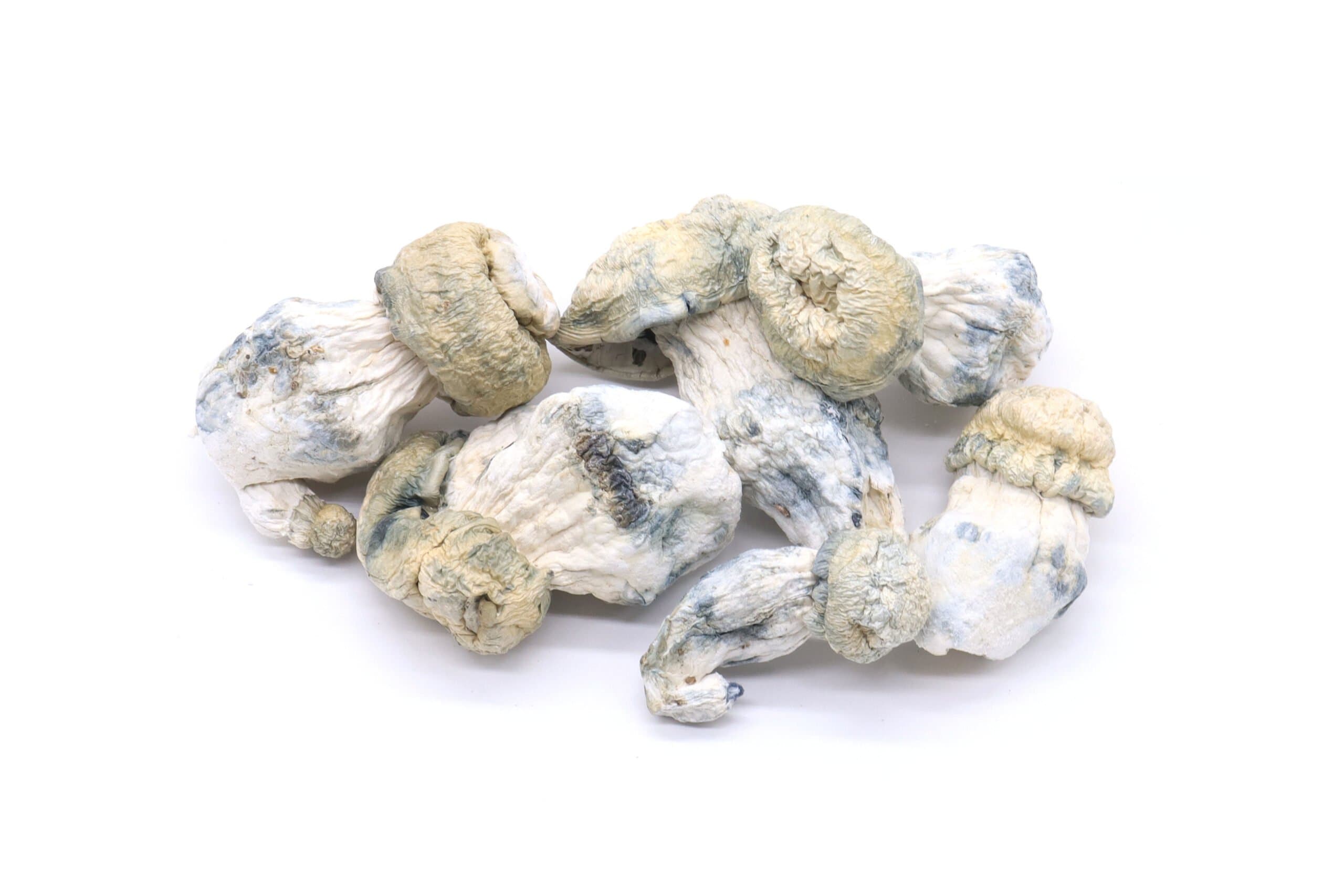 Albino Cape Mushrooms