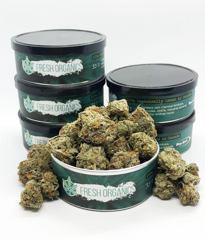 CBD Shark Strain - Indica (5 Star - Organic)