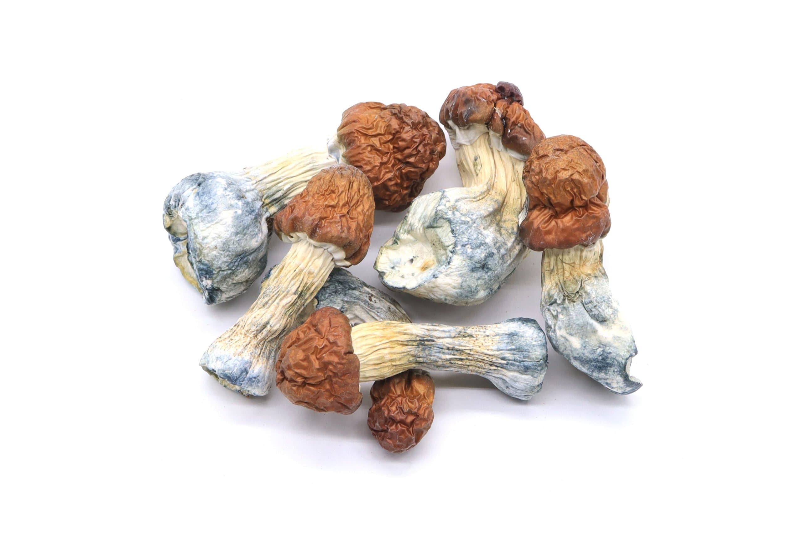 Blue Pulaski Mushrooms