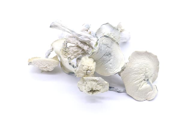 True Albino Teacher Mushrooms