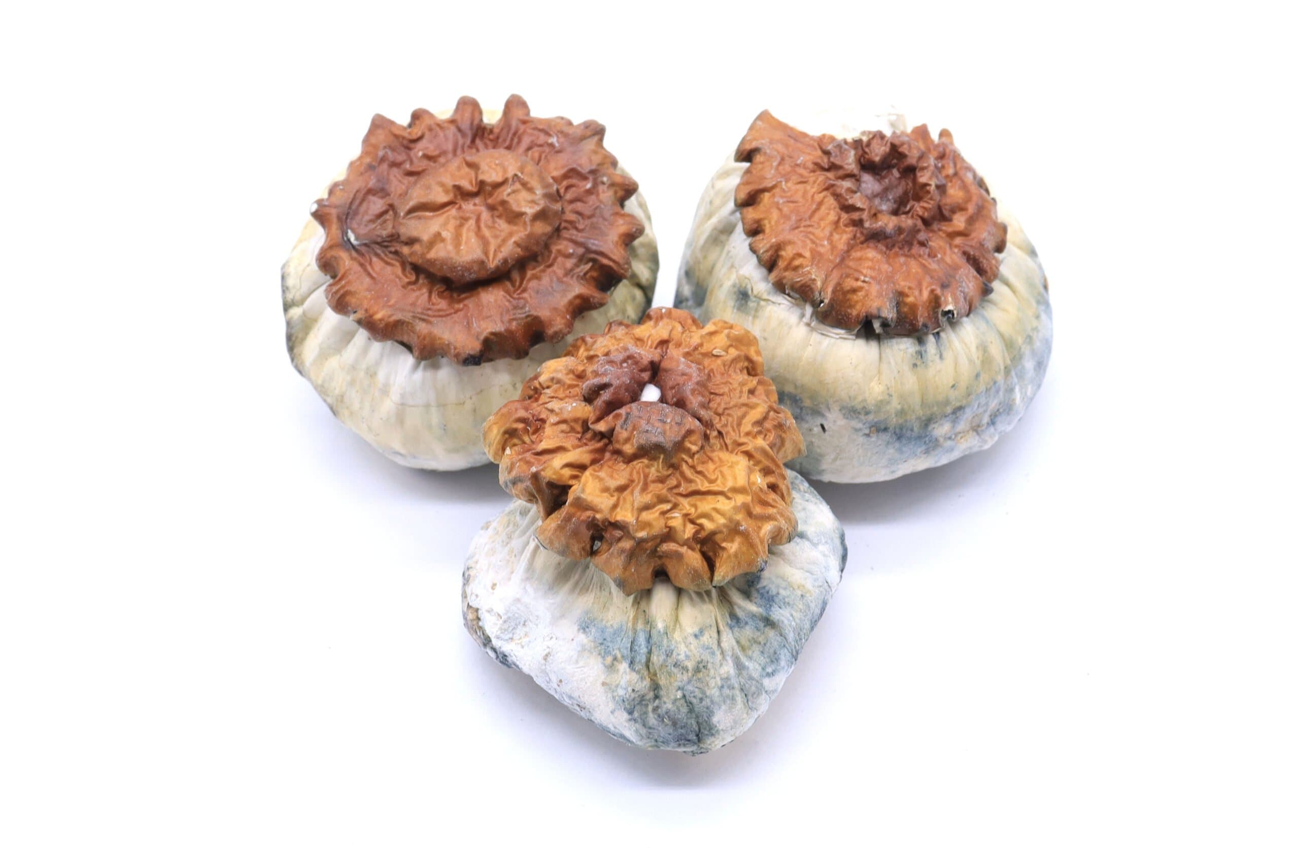 Makilla Gorilla Mushrooms