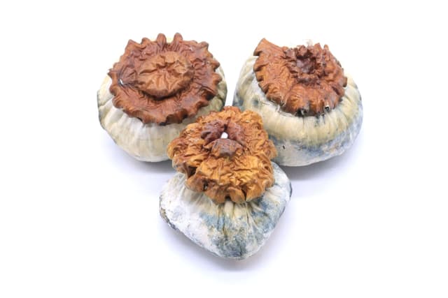 Makilla Gorilla Mushrooms