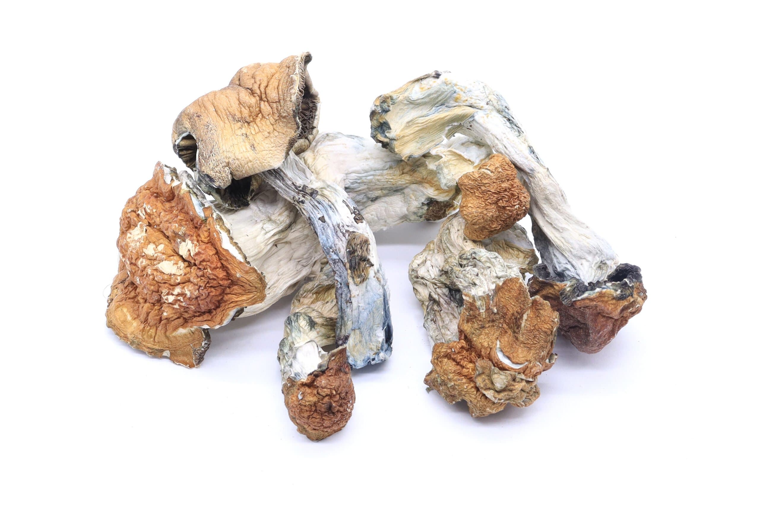 Cambodian Mushrooms