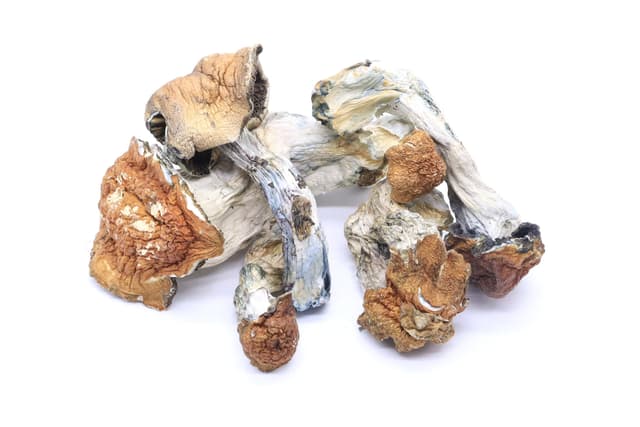 Cambodian Mushrooms