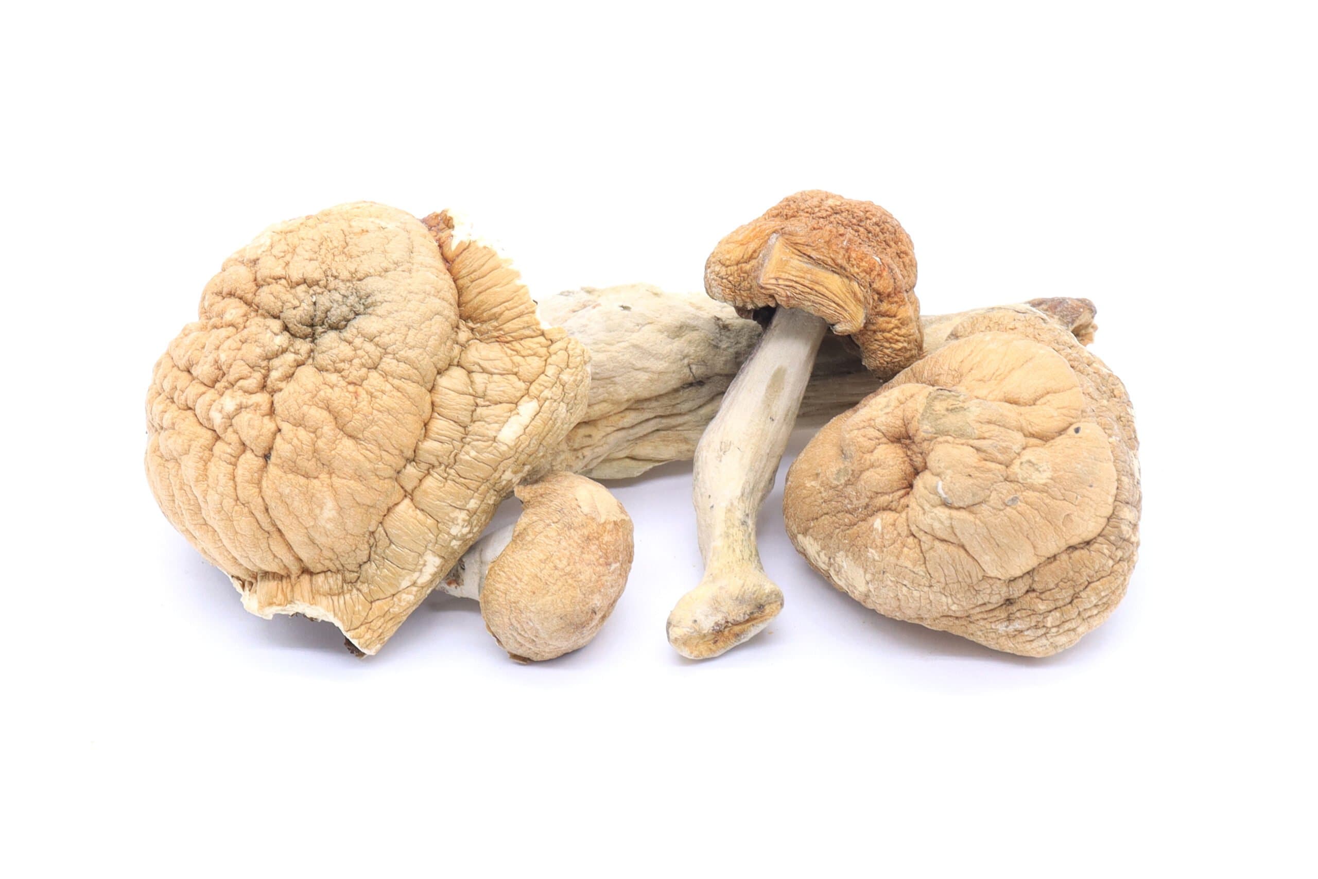 B+ Mushrooms