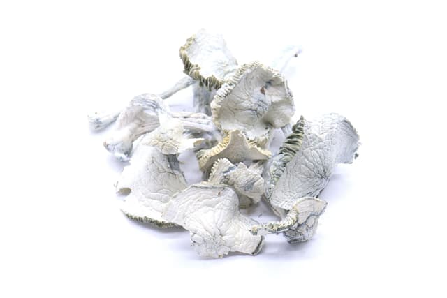 Albino Jedi Mind Fuck Mushrooms