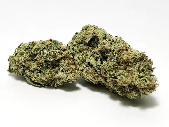 Nepali Temples Strain Flower (5 Star) - Hybrid