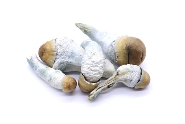 Penis Envy Freeze Dried Mushrooms