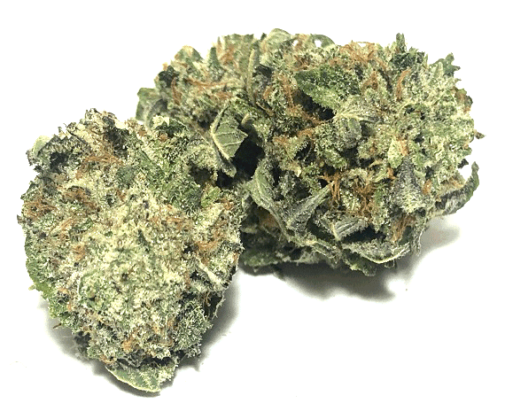 Chemnesia Strain - Sativa Dominant Hybrid (Wholesale)