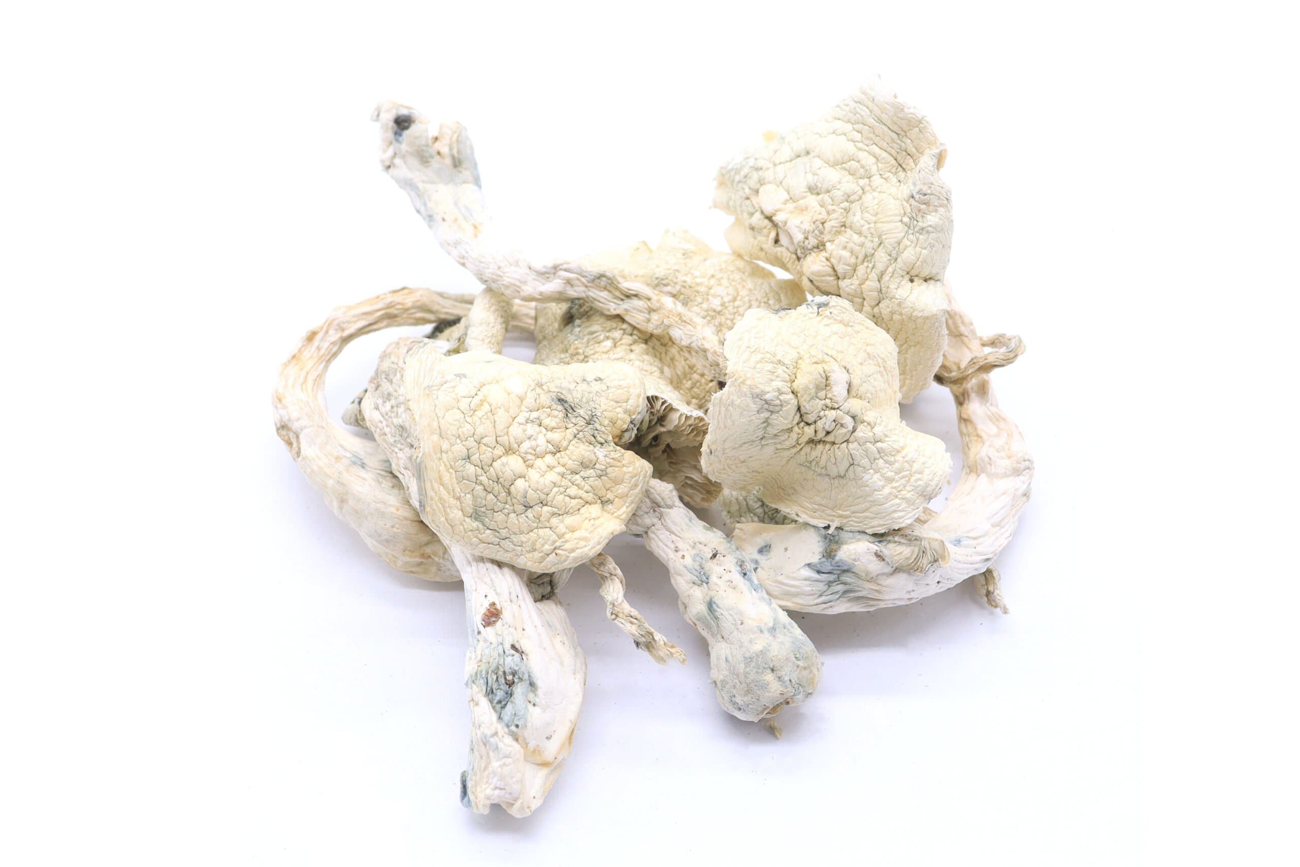 Albino Penis Envy (APE) Mushrooms