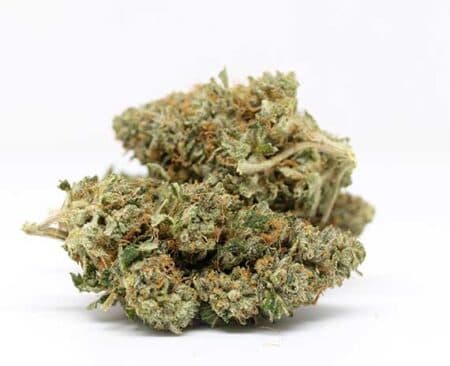 Ewok Strain - Hybrid (Wholesale)