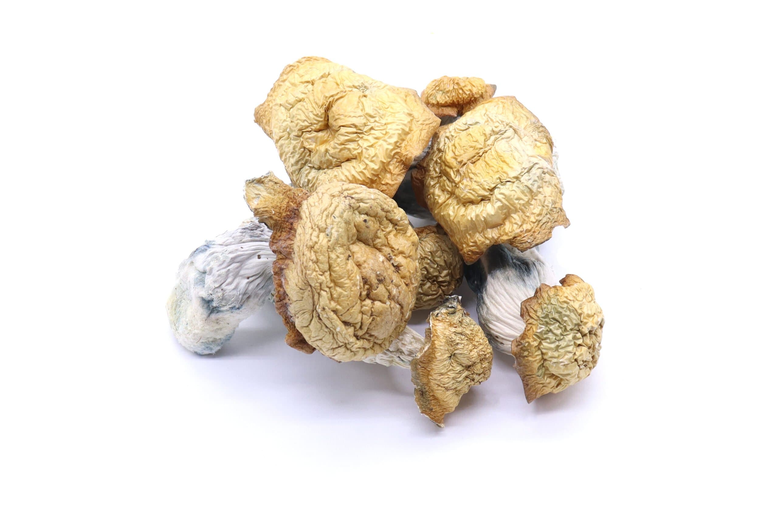 MK Ultra Mushrooms