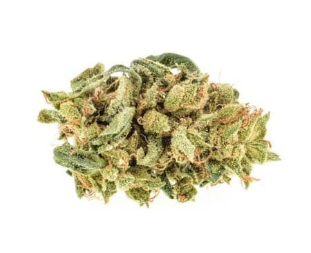 Bay 11 Strain - Hybrid (Wholesale)