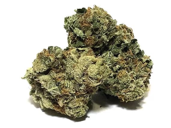 Scout Master Strain - Sativa Dominant Hybrid (Wholesale)