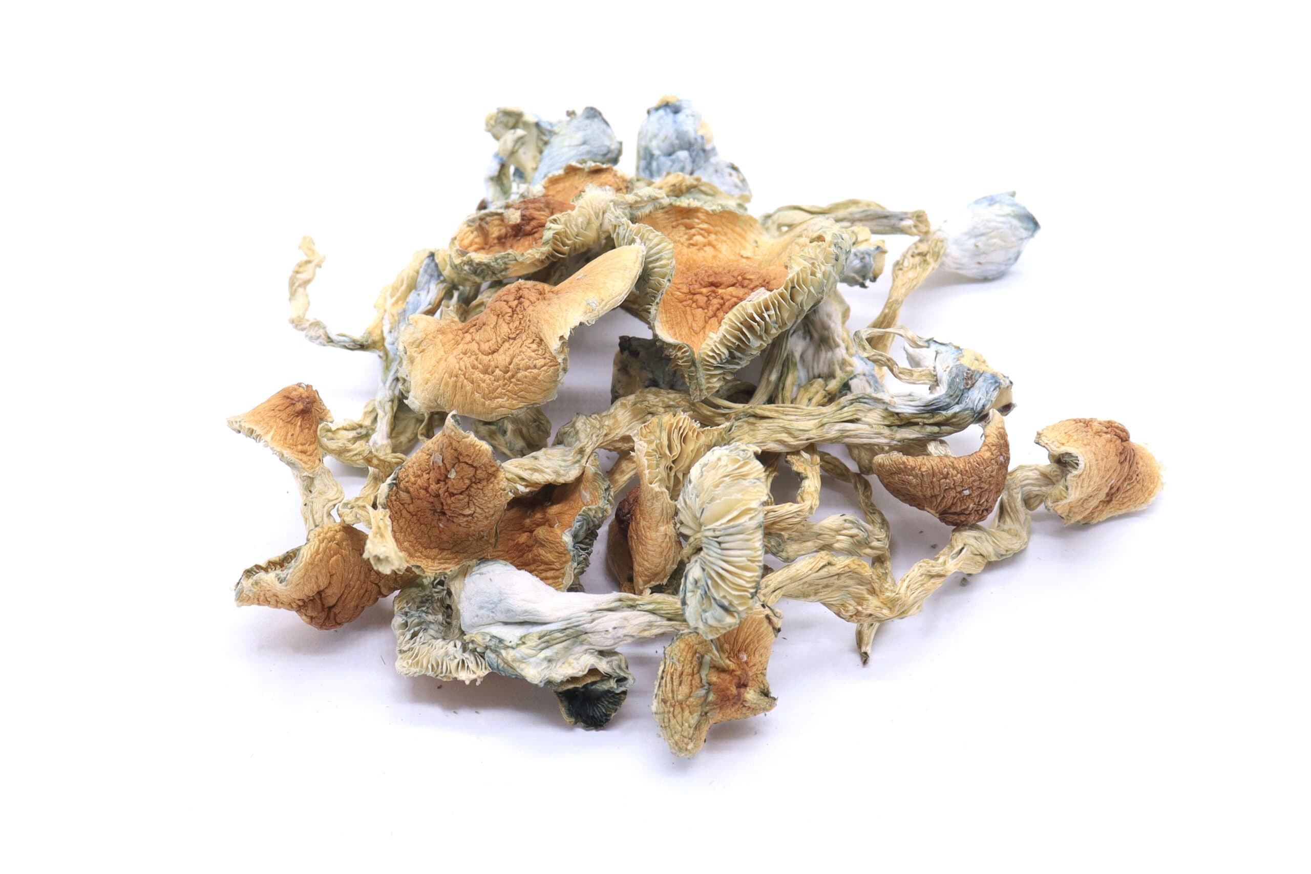 Golden Teachers Mushrooms