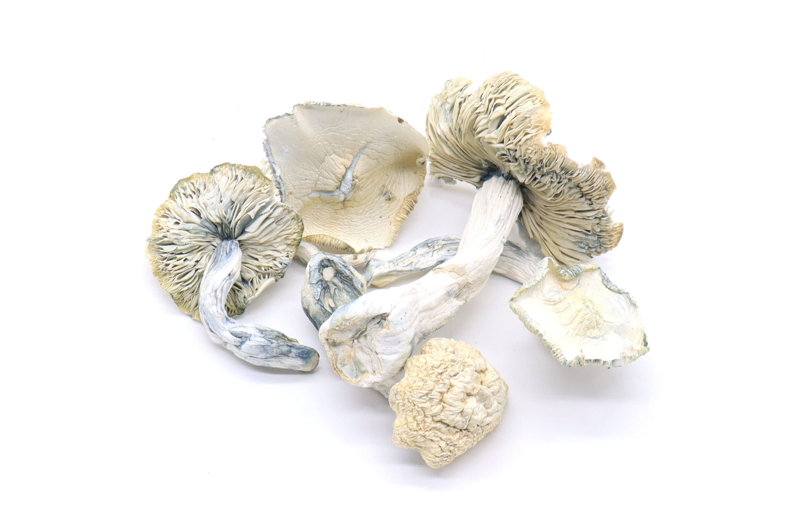Albino Treasure Coast Mushrooms