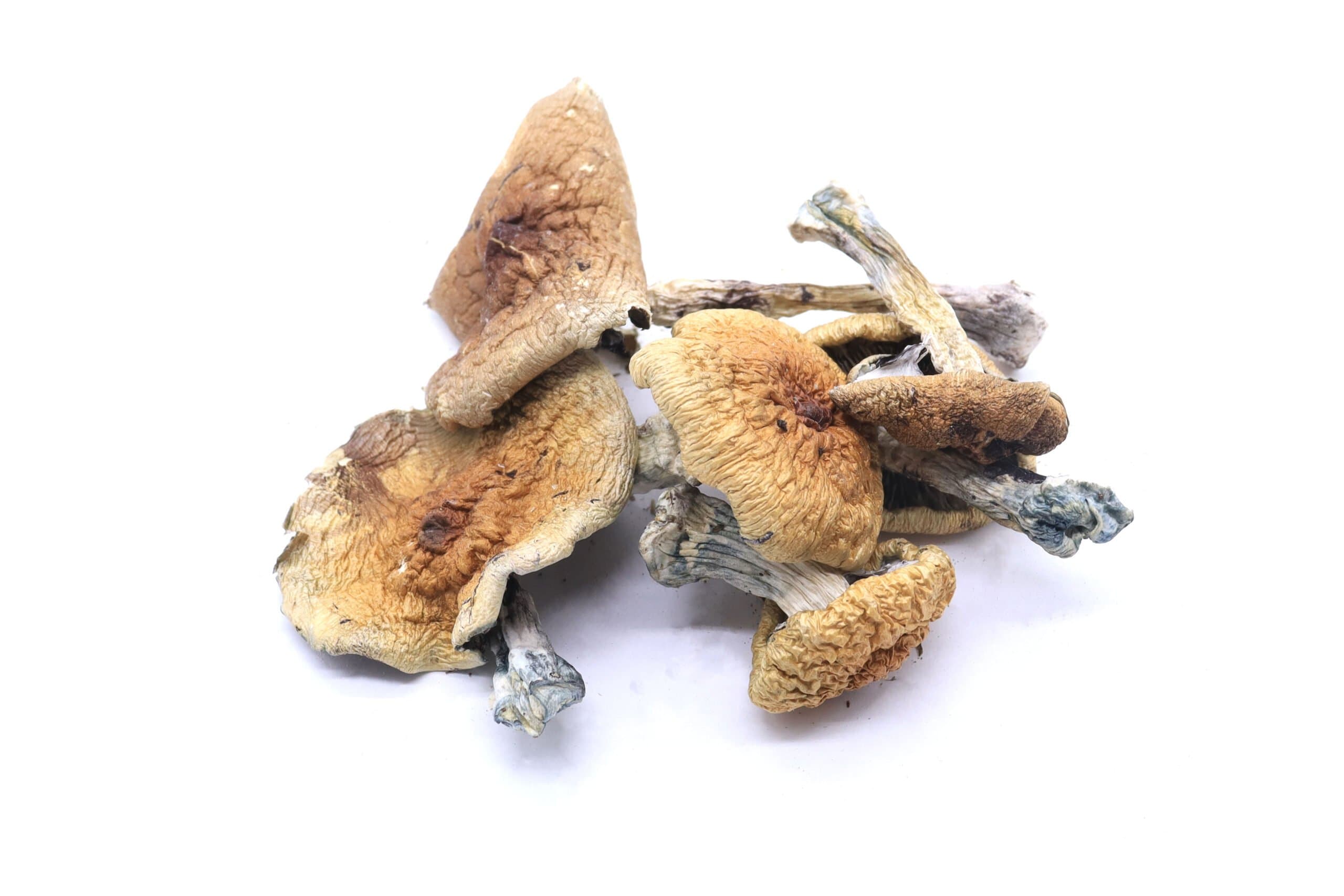 Trinity Mushrooms
