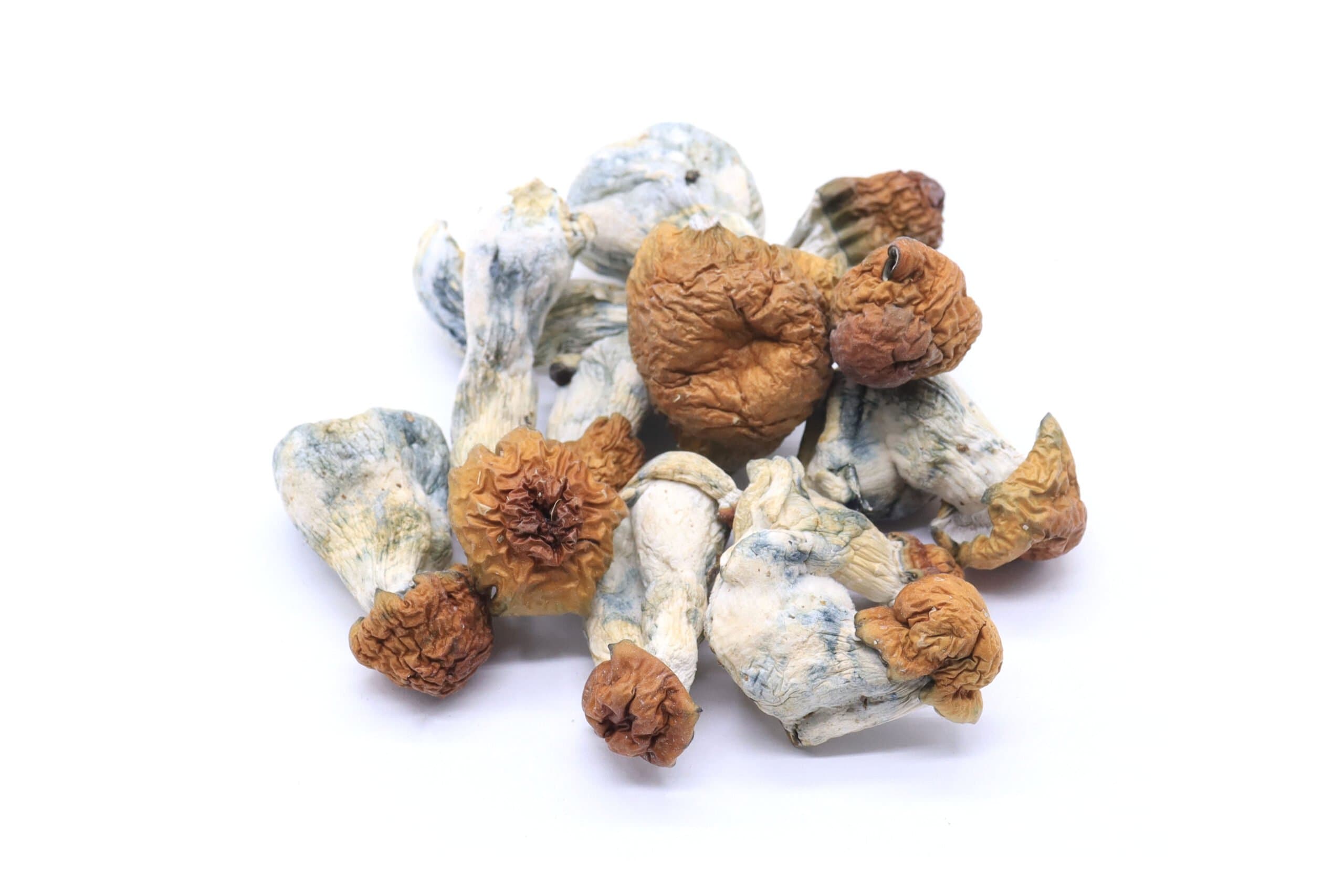 Texas Yellow Caps Mushrooms