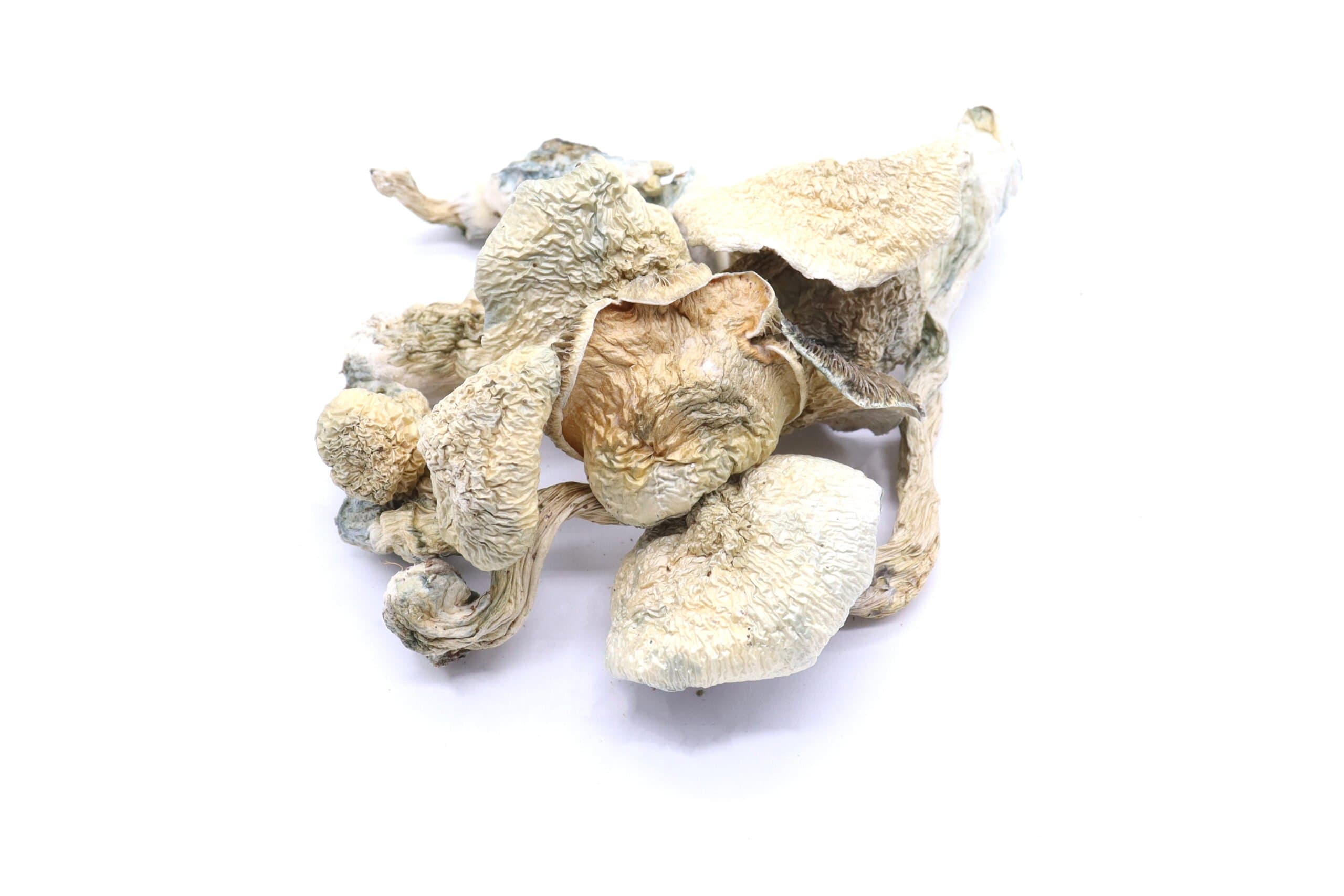 Amazonian Mushrooms