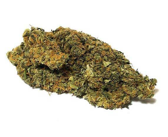 Charlotte's Web Strain Flower - Indica Dominant Hybrid