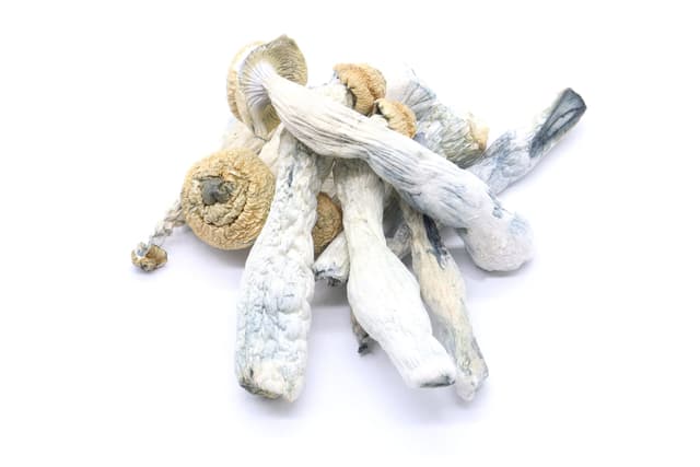 Yeti Mushrooms