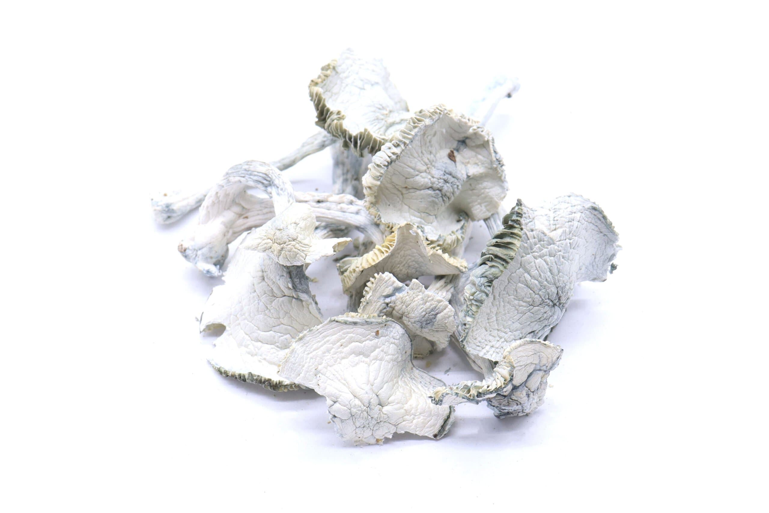 Albino Jedi Mind Fuck Mushrooms