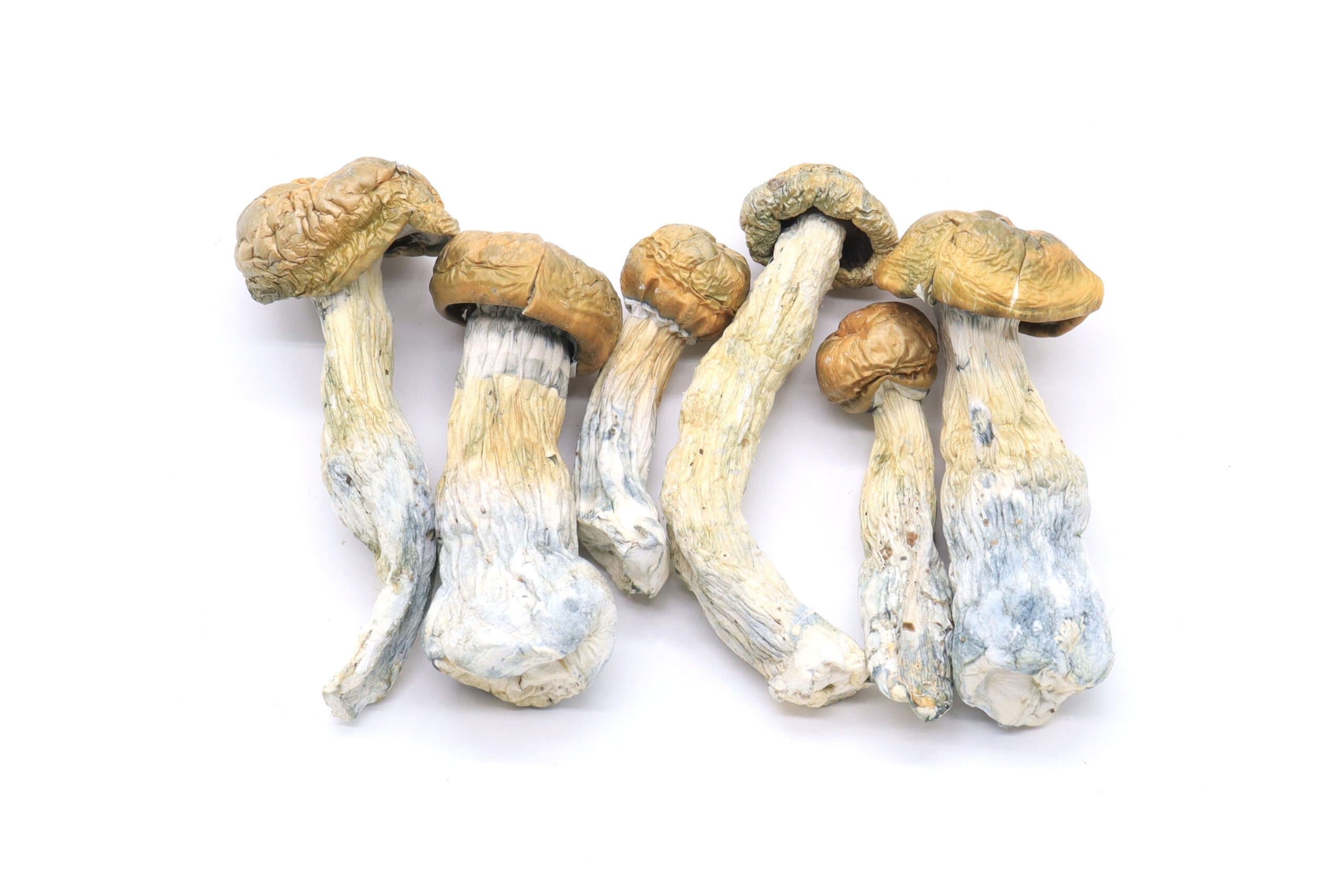 Gold Member Mushrooms