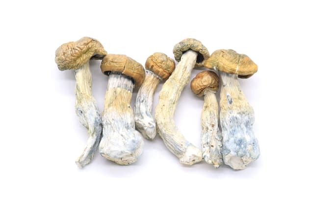 Gold Member Mushrooms