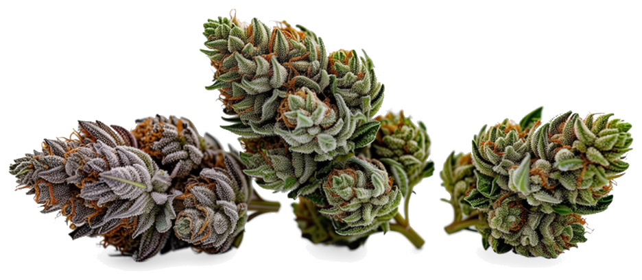 Hero Bud Test Product