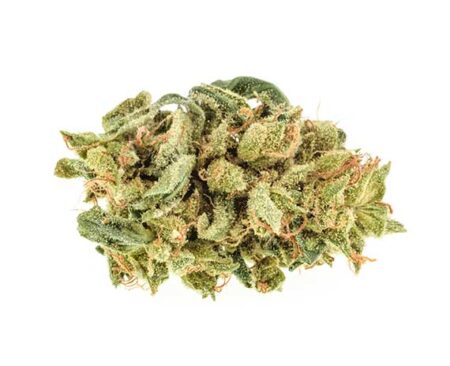 Bay 11 Strain - Hybrid (Wholesale)
