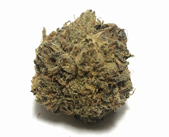 Pandora's Box Strain - Hybrid (Wholesale)